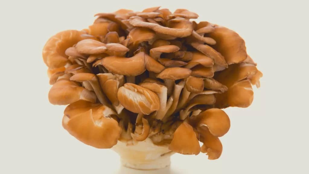 La Mycothérapie Chemin Vital Naturopathie